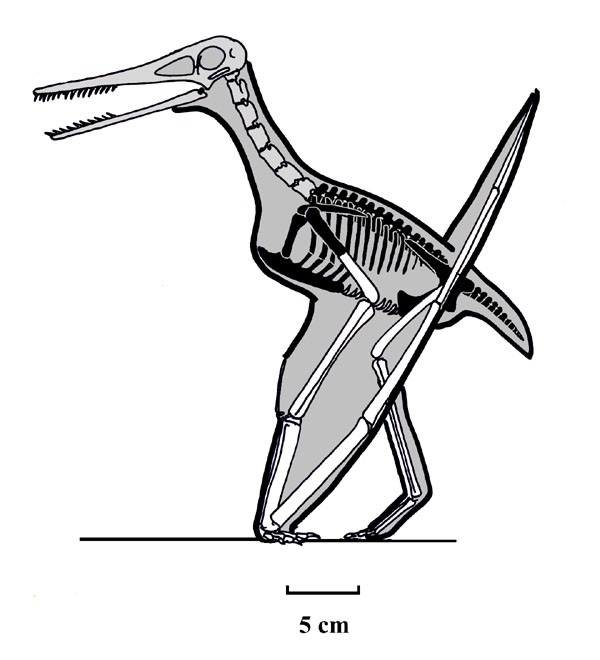 Eosipterus